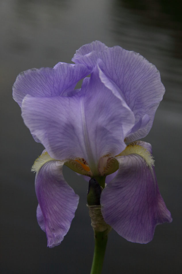 Flowers and Foliage II